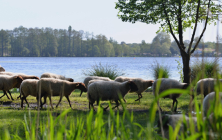 Éco-pastoralisme à Soustons : Un Modèle Durable et Inspirant